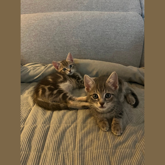 Photo of Kiwi And Berry