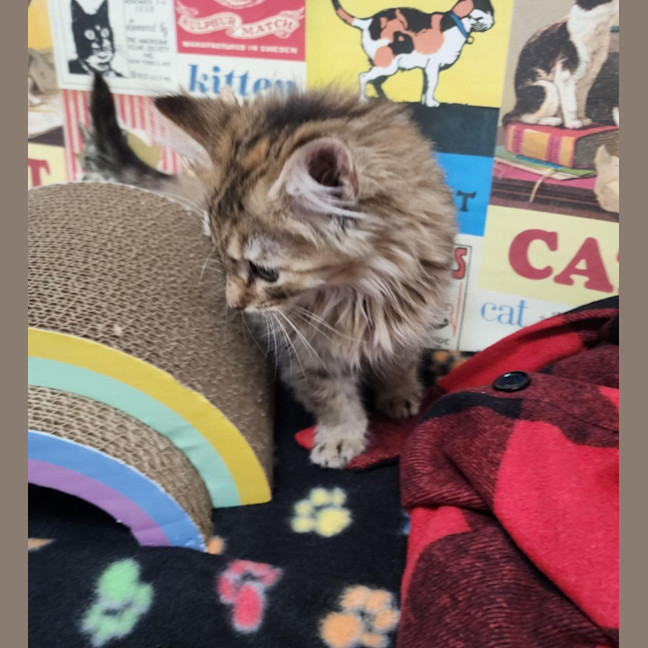 Photo of Salsa   Located In Melbourne