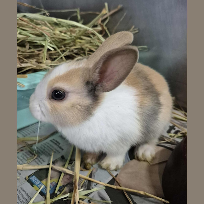 Photo of Tiny Teddy (Bonded With Choc Ripple)