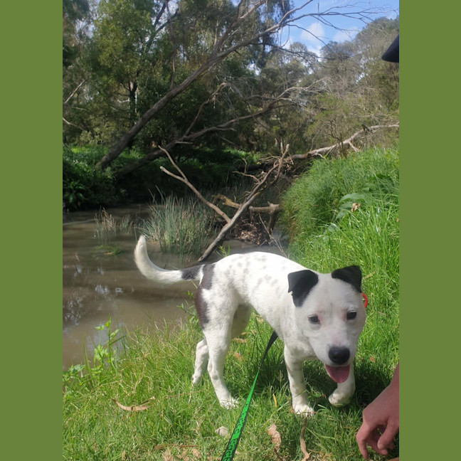 Photo of Moonlight Sparkle