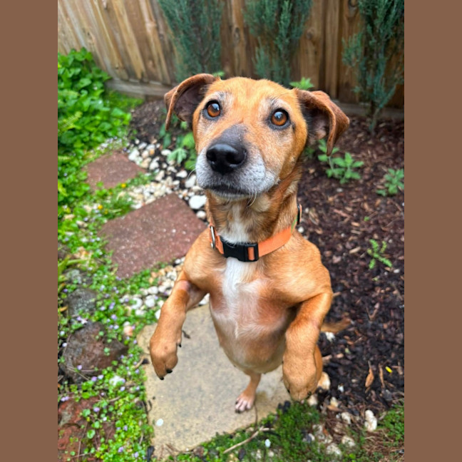 Photo of Piper 