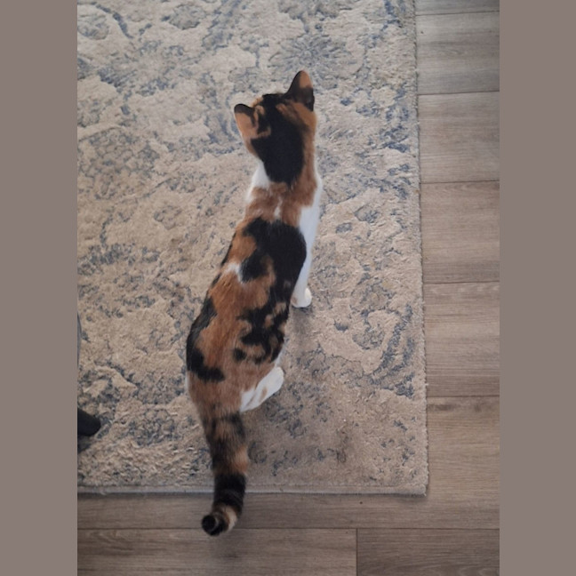 Photo of Luna *9 Lives Project Rescue*
