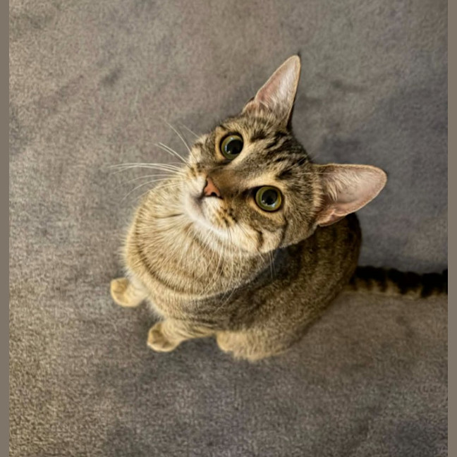 Photo of Nugget