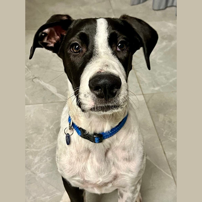 Photo of Pirate