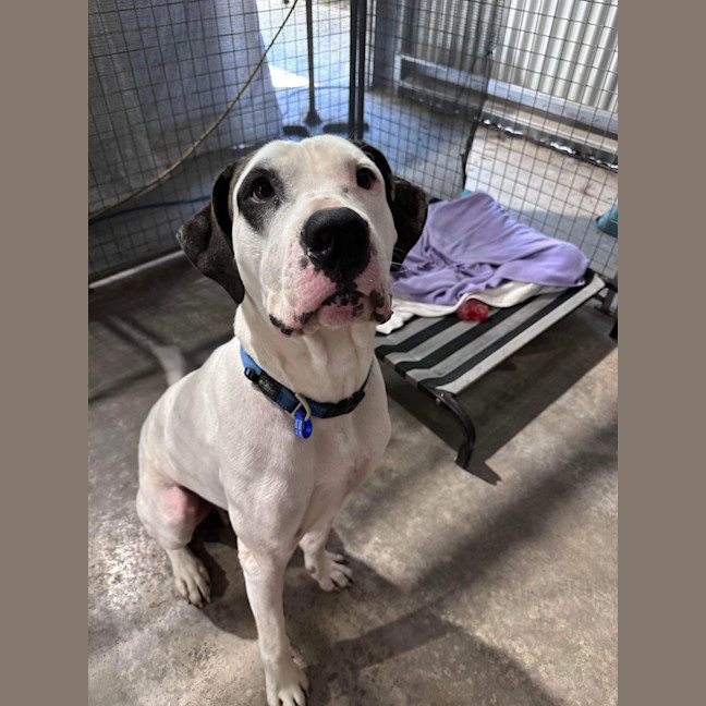 Photo of Bruno   2 Year Old Great Dane X Bull Arab