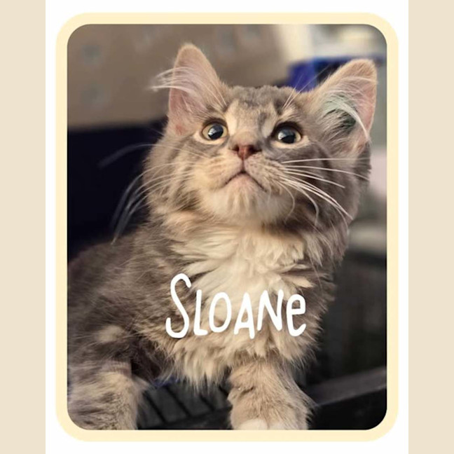 Photo of Sloane