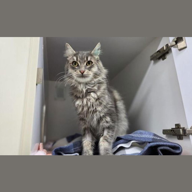 Photo of Mufasa