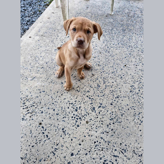 Photo of Maple