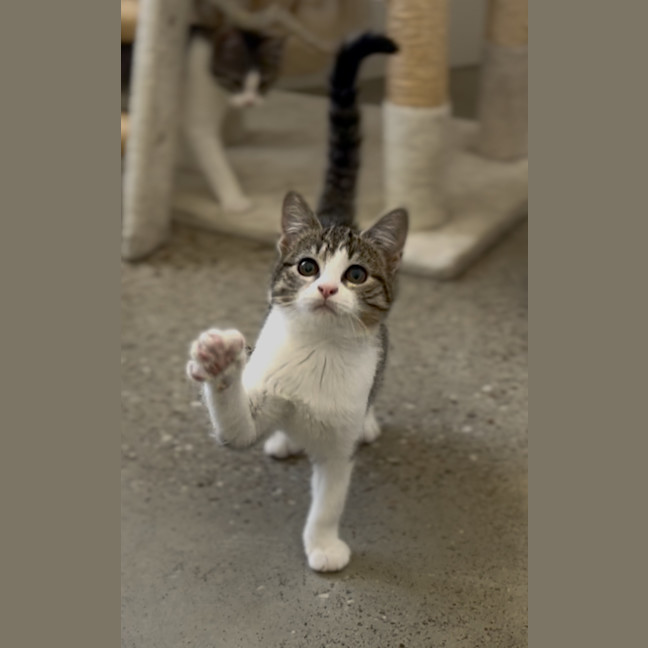 Photo of Tabby Kitten