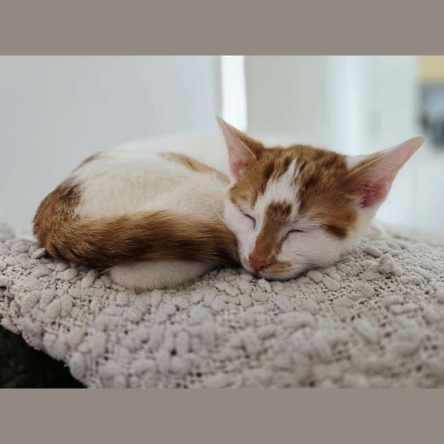 Photo of Basil