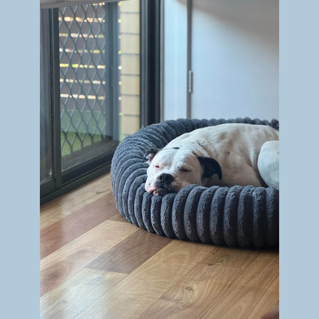 Photo of Nala
