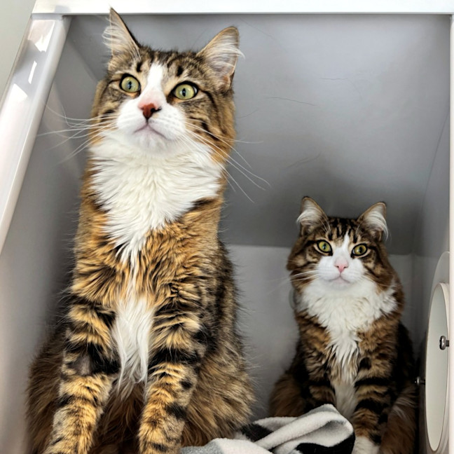 Photo of Sur Cuddles Sua015004 & Sur Pounce Sua015003