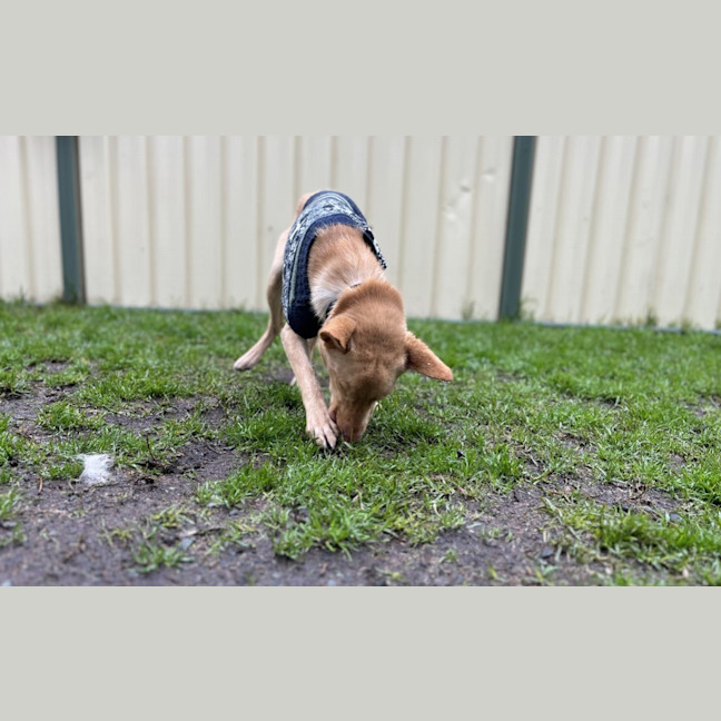 Photo of Bilby