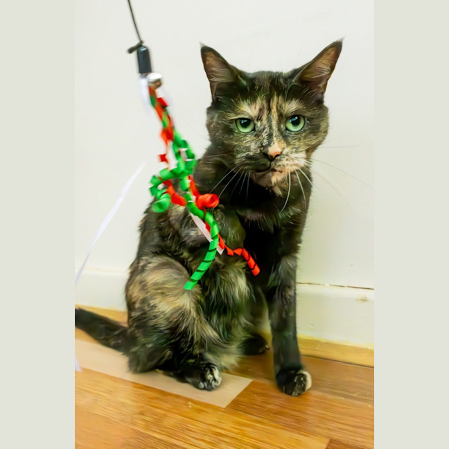 Photo of Tizzy 