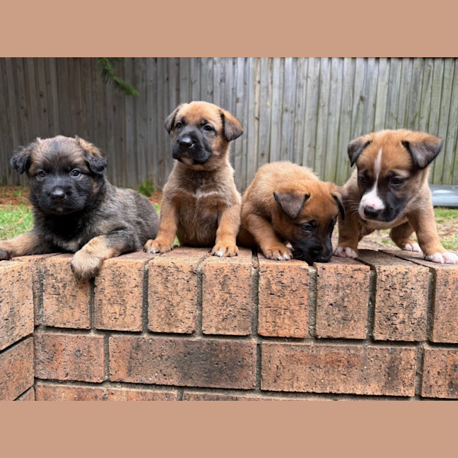 Photo of Top Gun Puppies