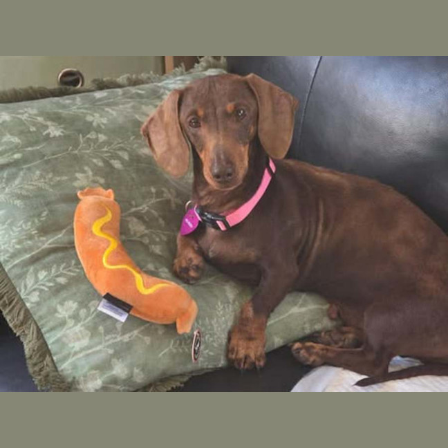 Photo of Piper