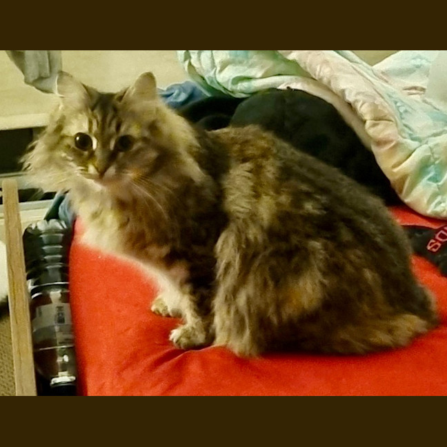 Photo of Milwaukee Bunny