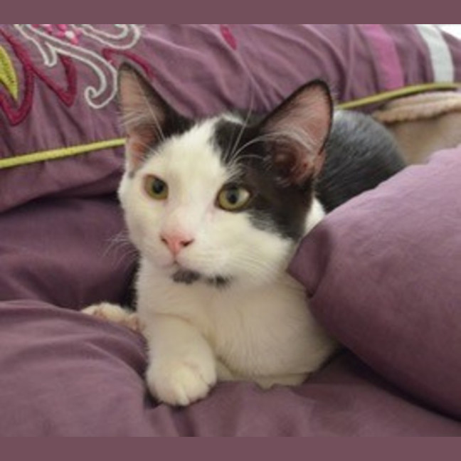 Photo of Oscar   4 Month Old Domestic Medium Hair