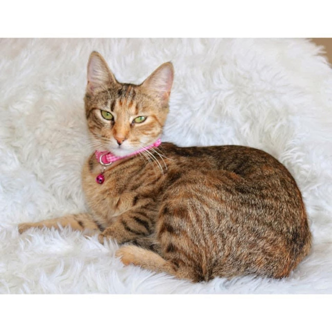 Photo of 11250   Angelica