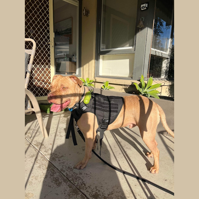 Photo of Sampson