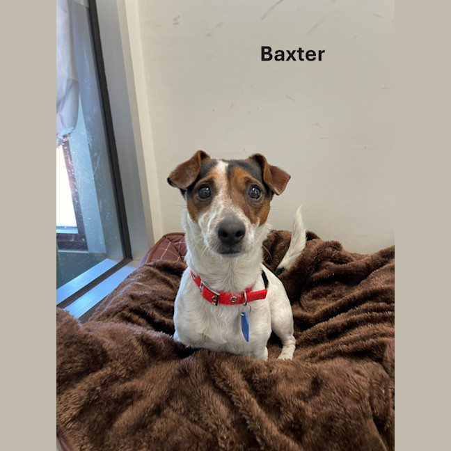 Photo of Baxter And Missy