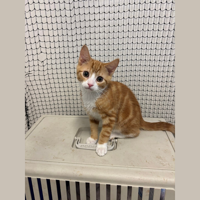 Photo of Jalapeno   Pending Adoption