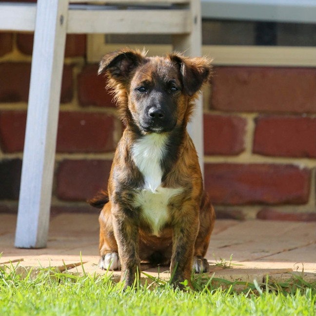 Photo of Onyx