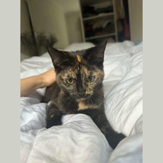 Photo of Peach 