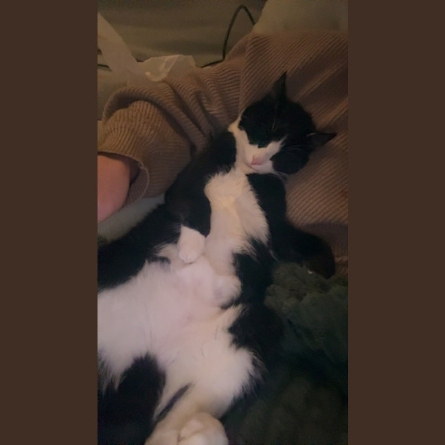 Photo of Pickle 