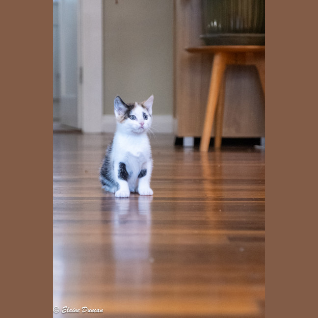 Photo of Maple
