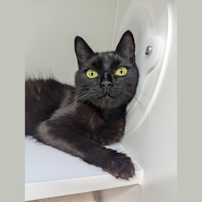 Photo of Nixy