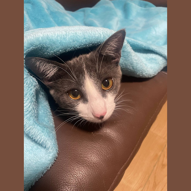 Photo of 💎 Sapphire 💎