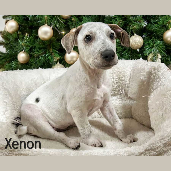 Photo of Xenon