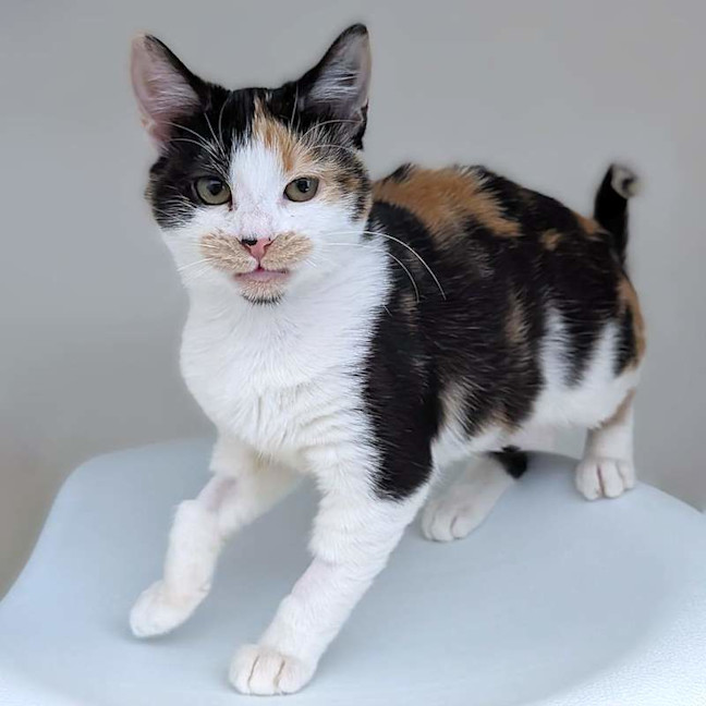 Photo of Tilly
