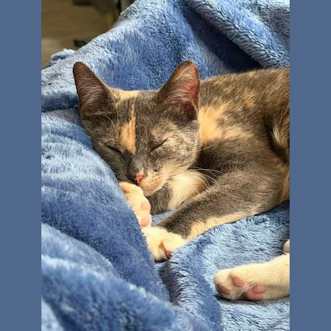Photo of Luna