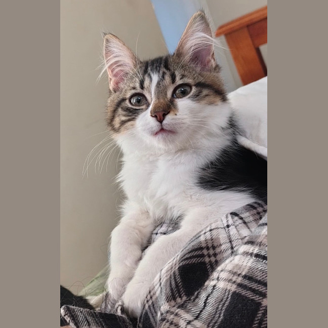 Photo of Lychee