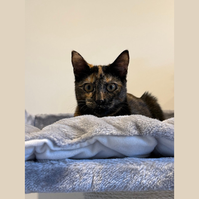 Photo of Cinnamon