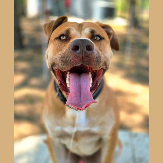 Photo of Chip
