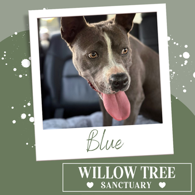Photo of Blue