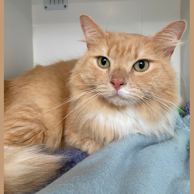 Photo of Whiskey