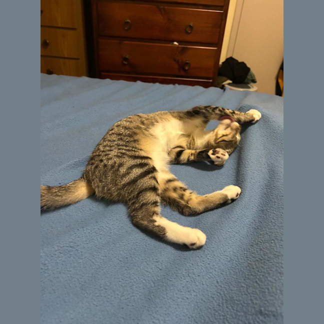 Photo of Bella