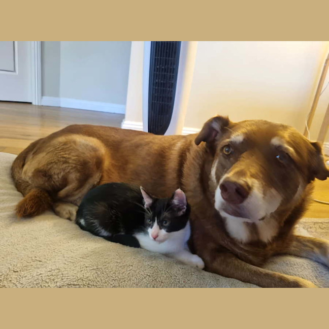 Photo of Lex 💙💙🐾