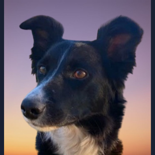 Photo of Haven ~ 2yo Border Collie