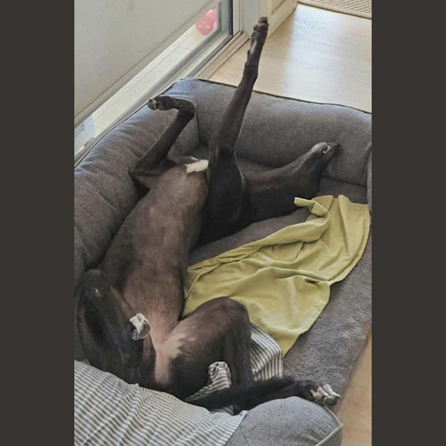 Photo of Freda, The Greyhound