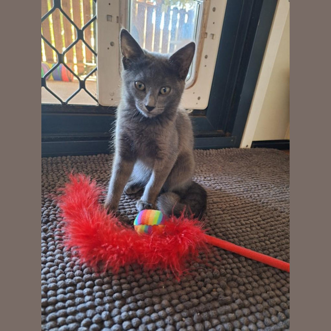 Photo of Sweetie