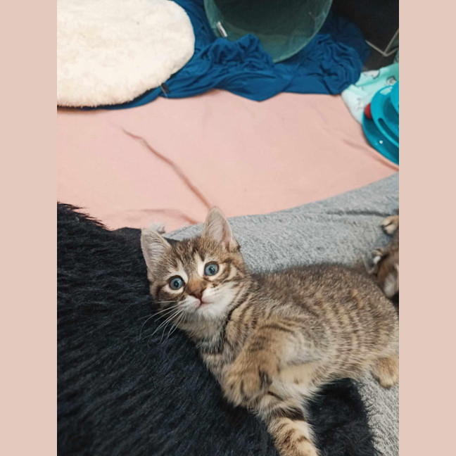 Photo of Bitsy