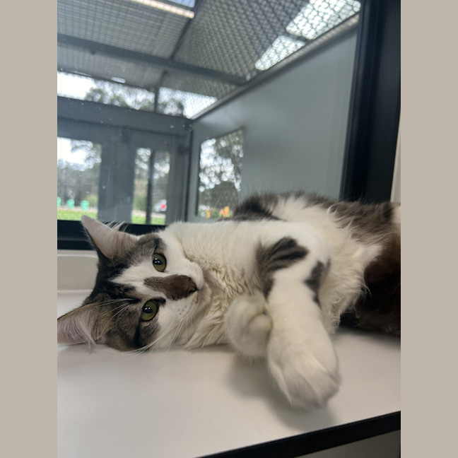 Photo of Django
