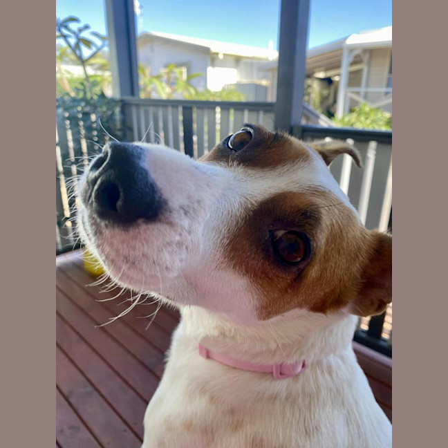 Photo of Roxy   2 Year Old Jack Russell