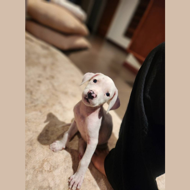 Photo of Koko Licious