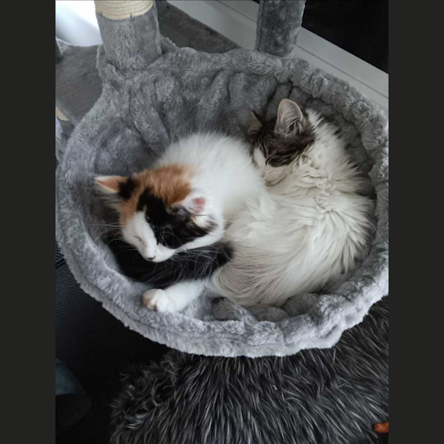 Photo of Muffin 